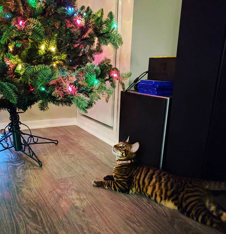 animal
