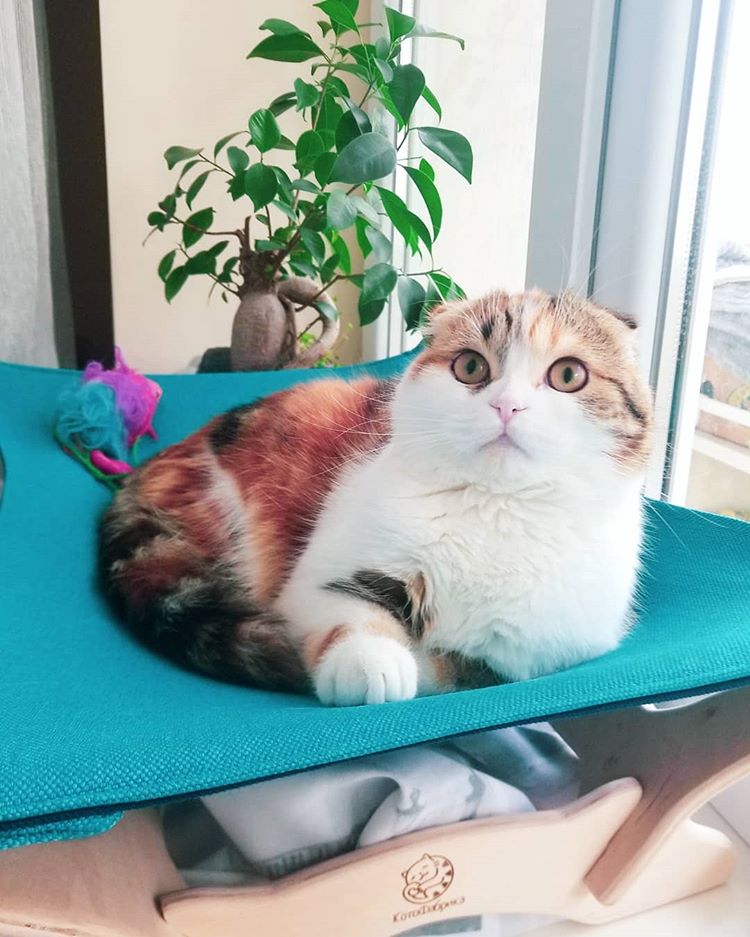 animal