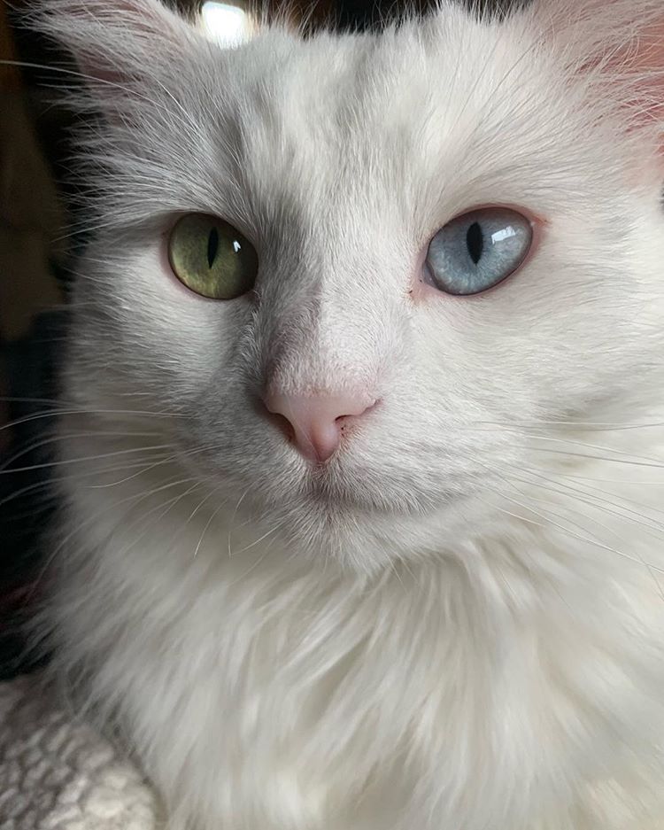 Resident Cat