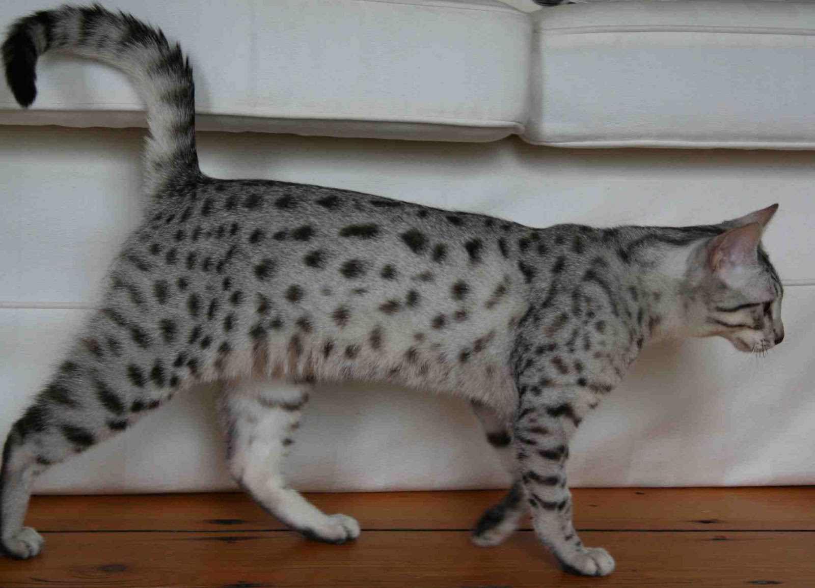 animal