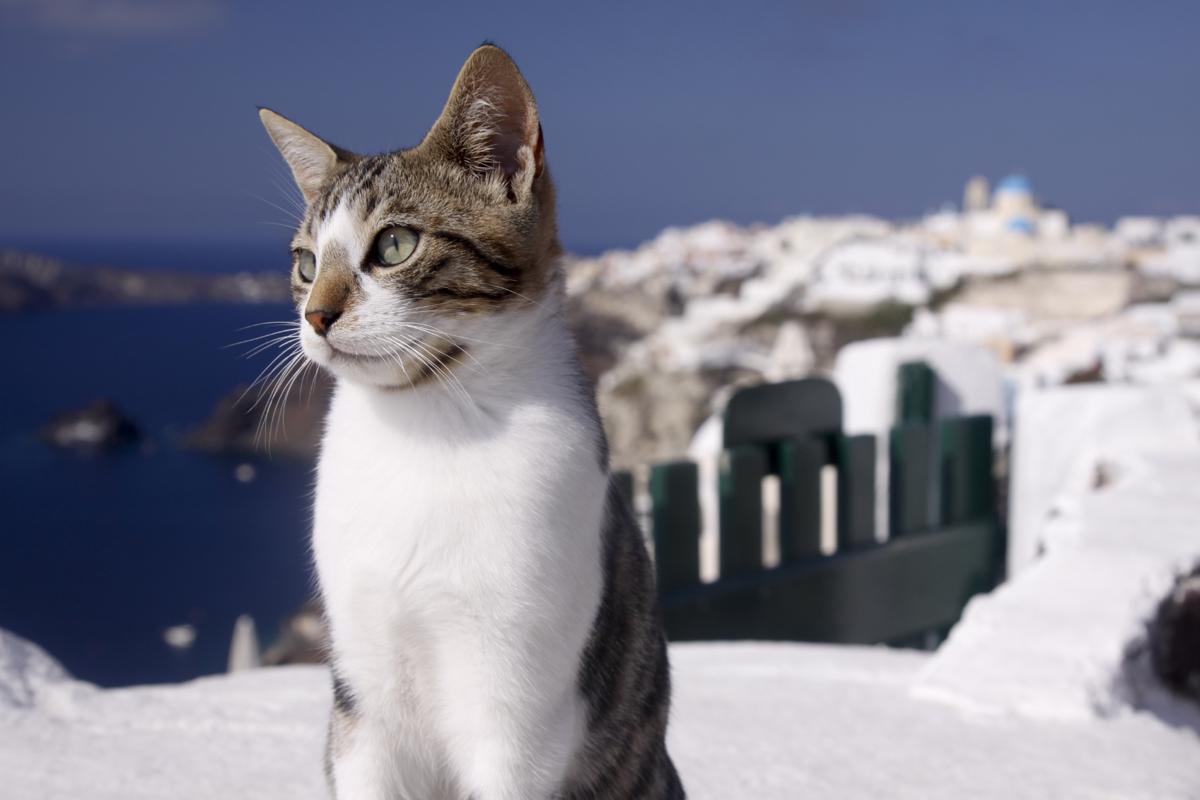 A Random Cat
