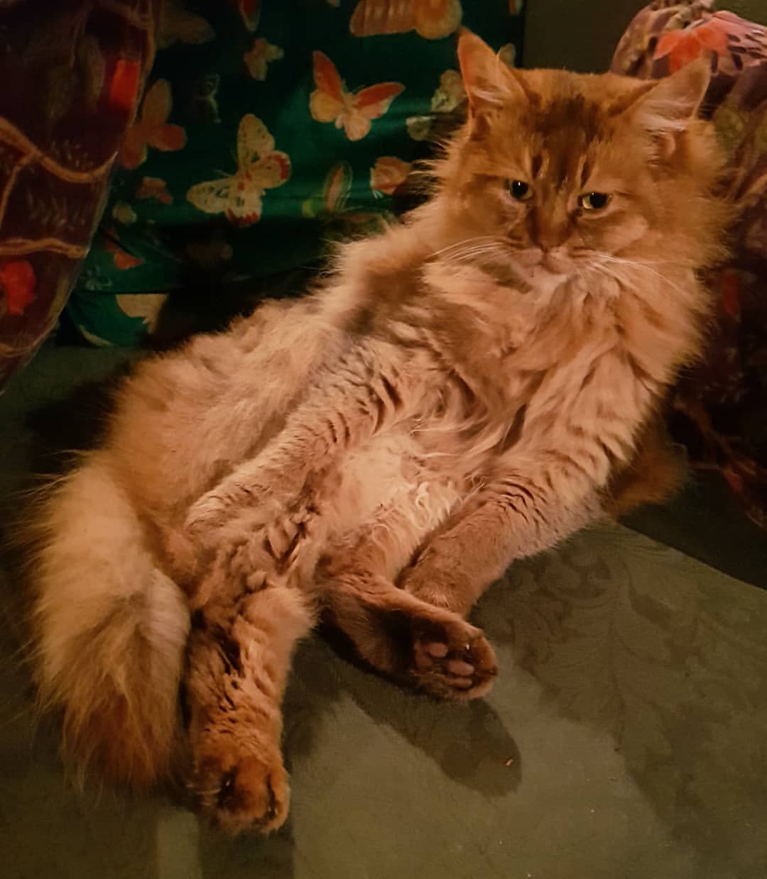 animal