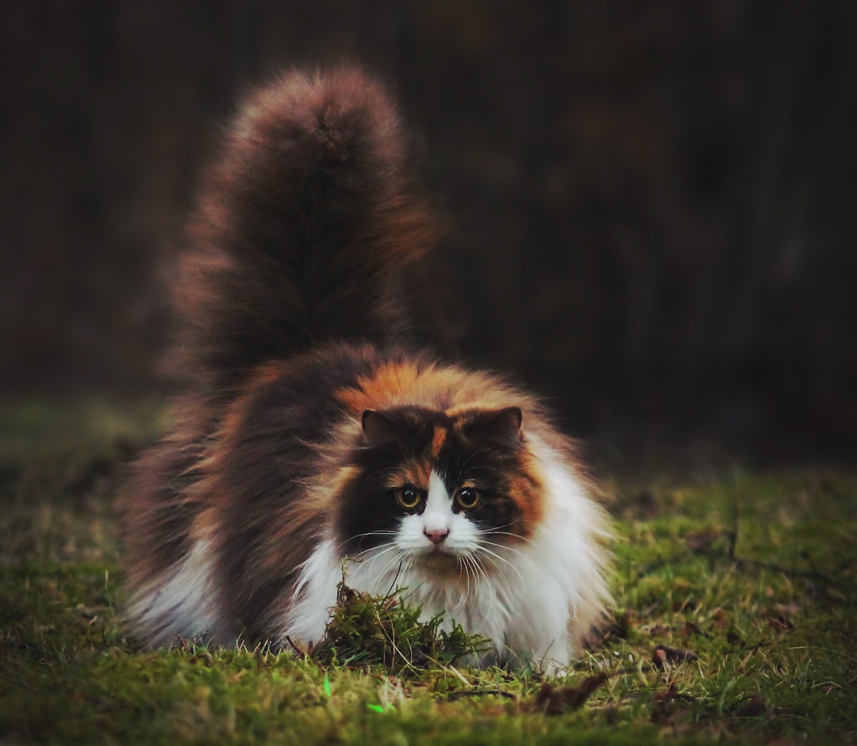 animal