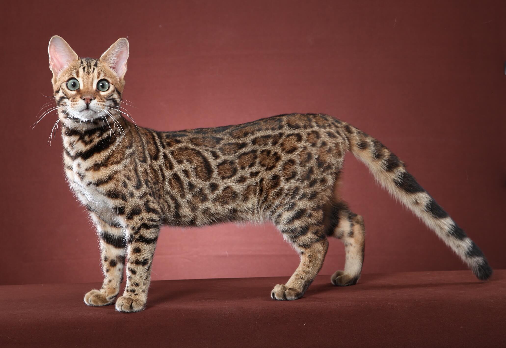 animal