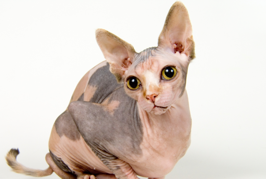 animal