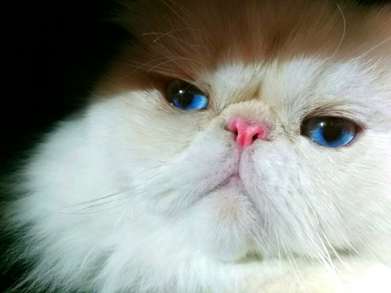 animal
