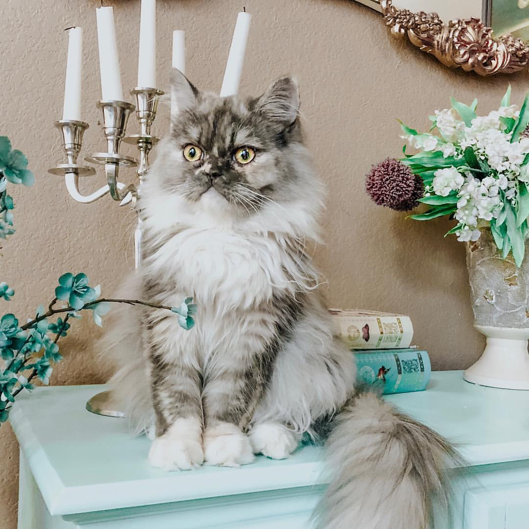 animal