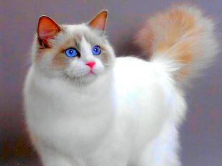 animal