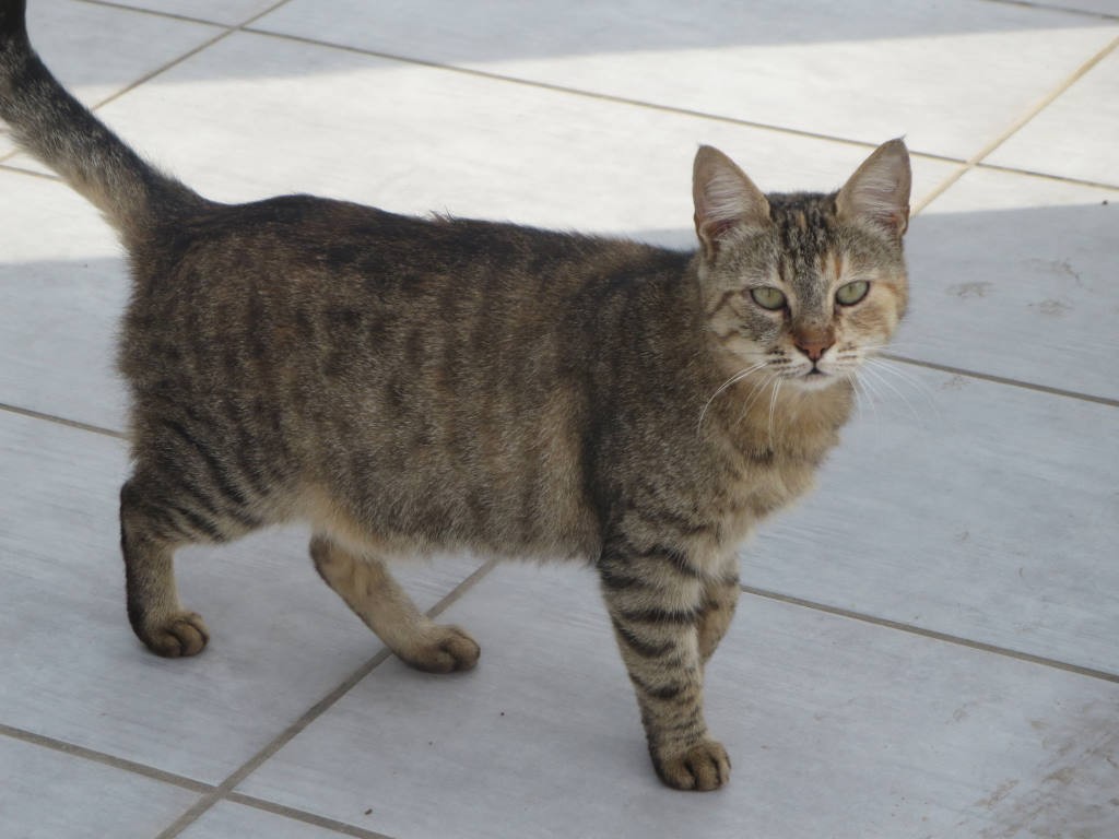 animal