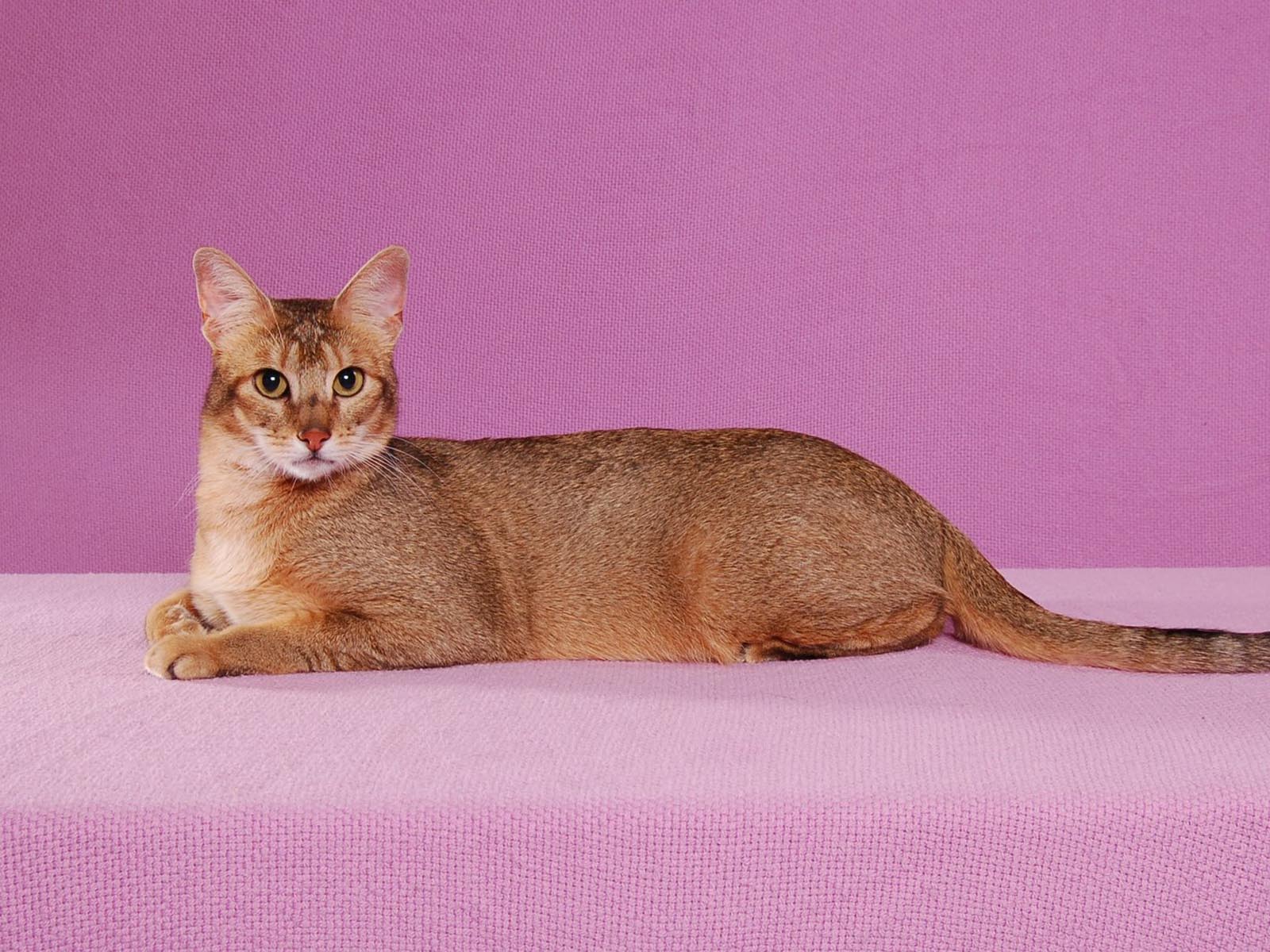 Resident Cat