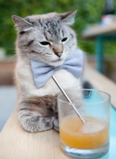 猫影像 2