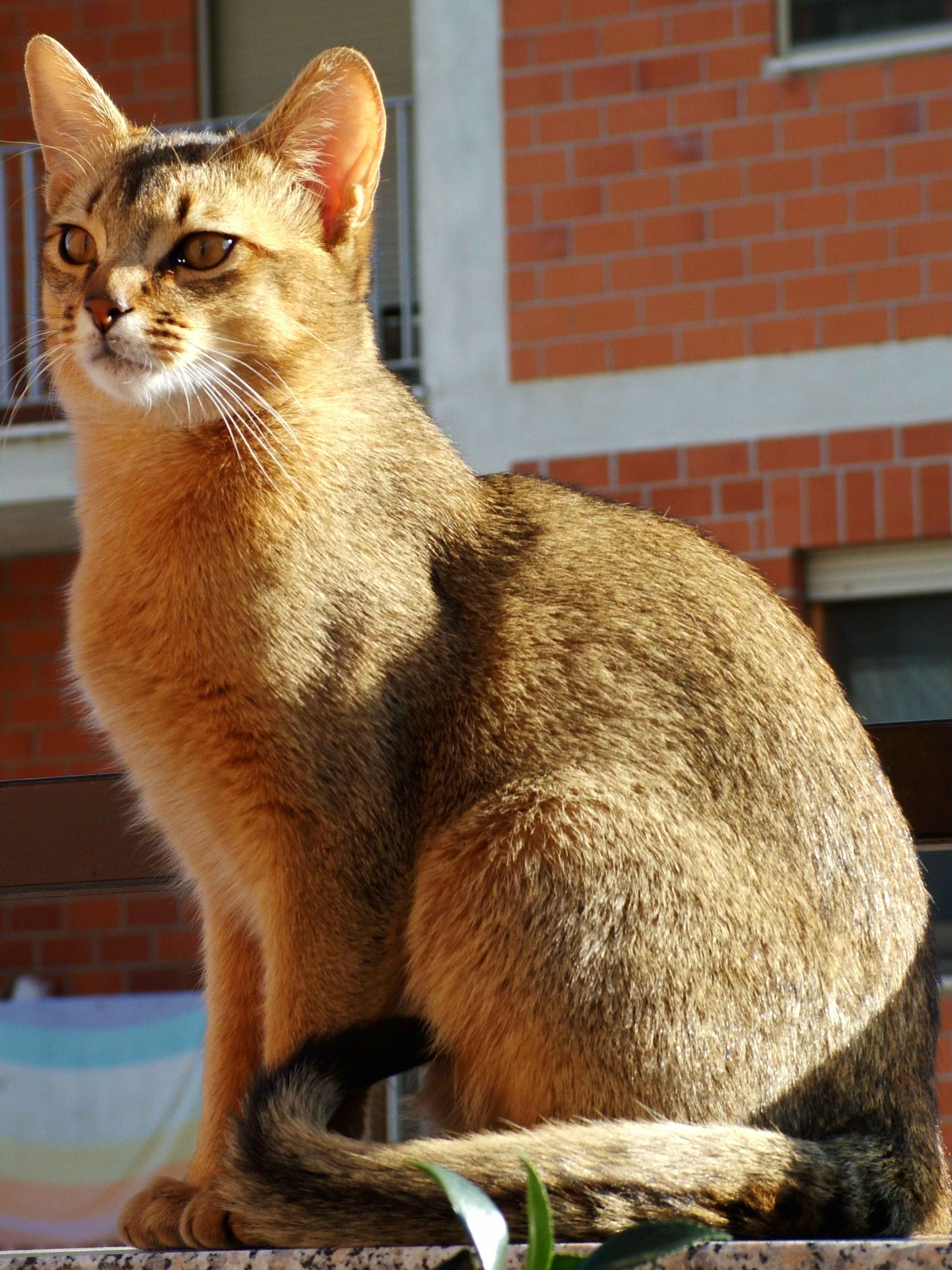 animal
