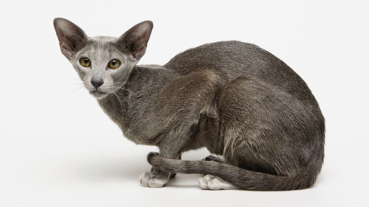 Cute Cat