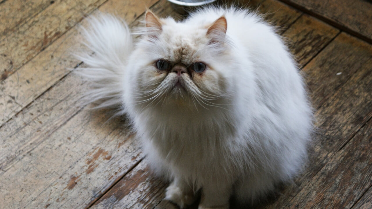 animal
