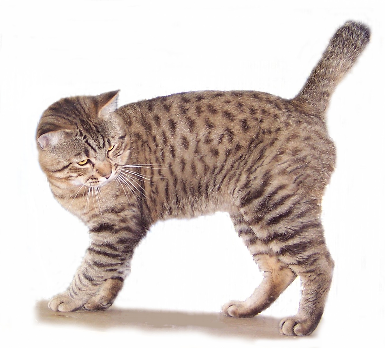 animal