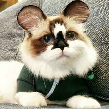 animal