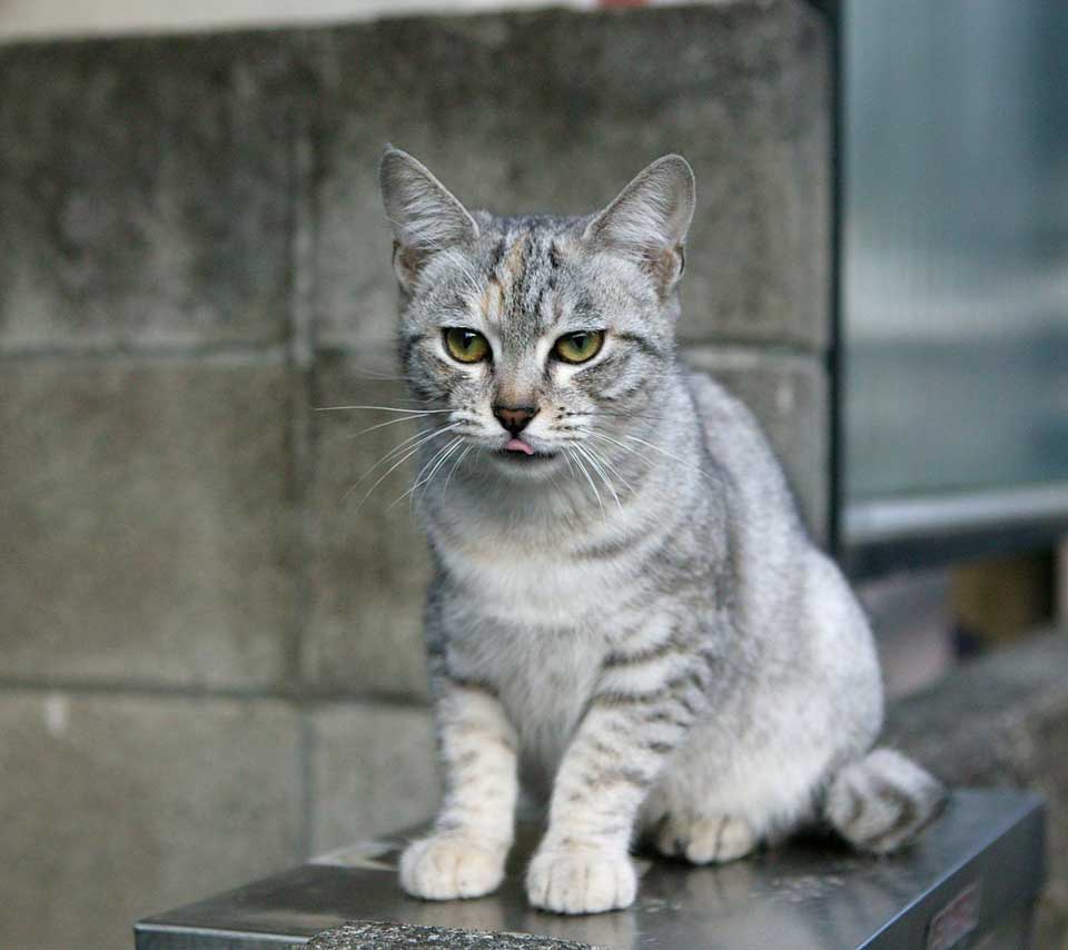 animal
