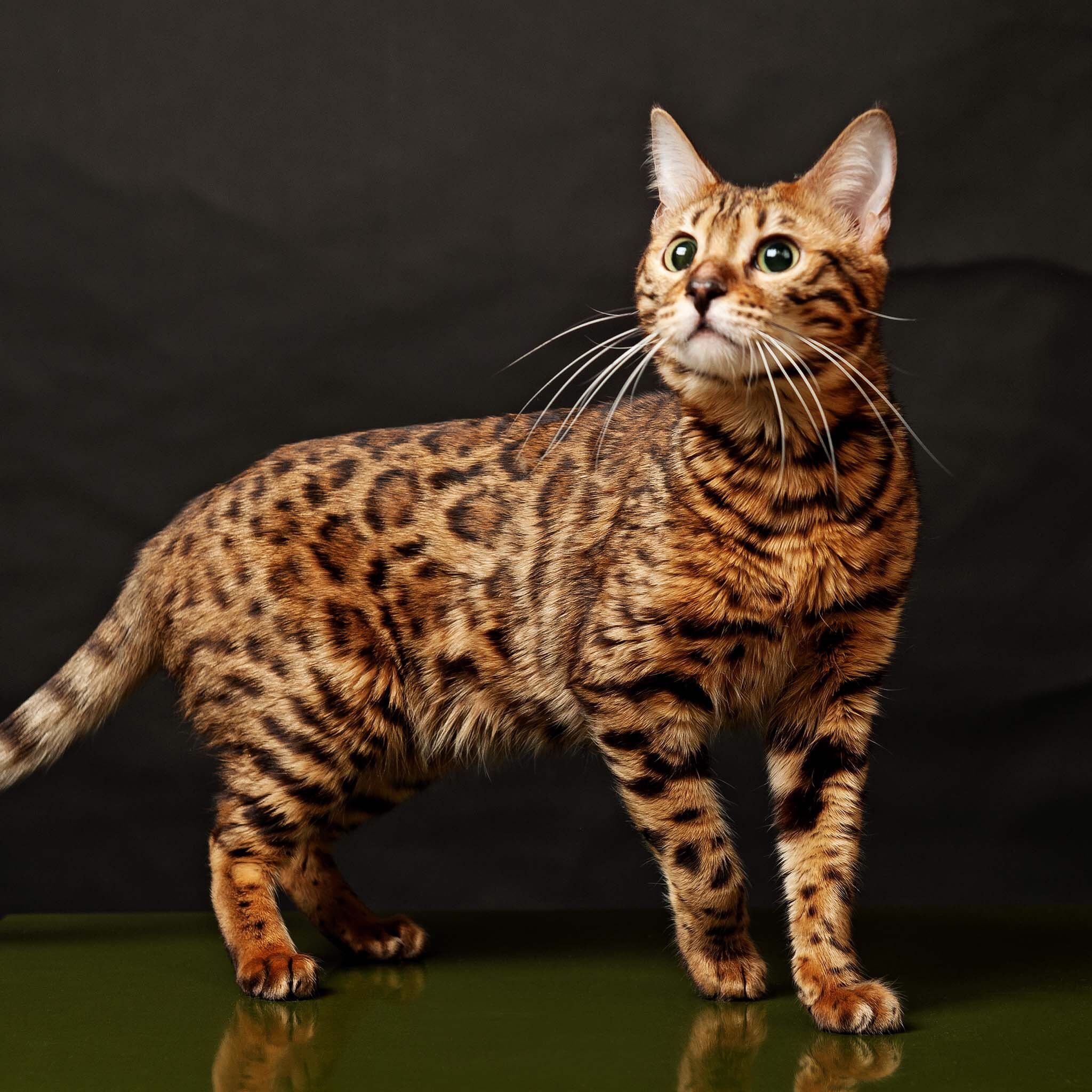 animal