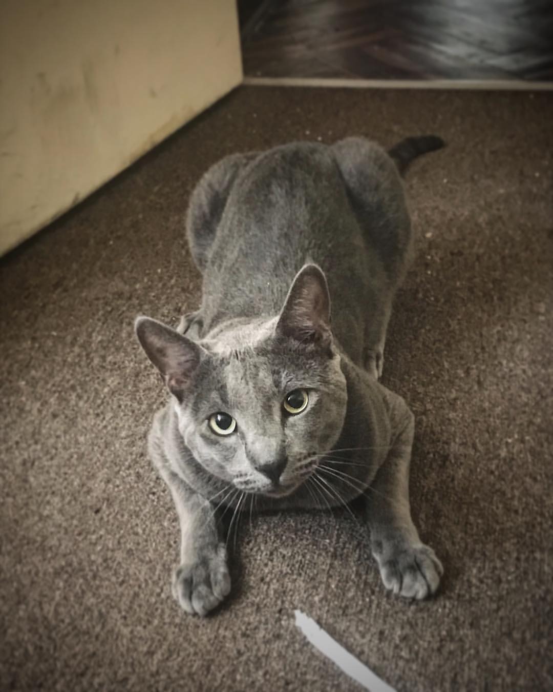 animal