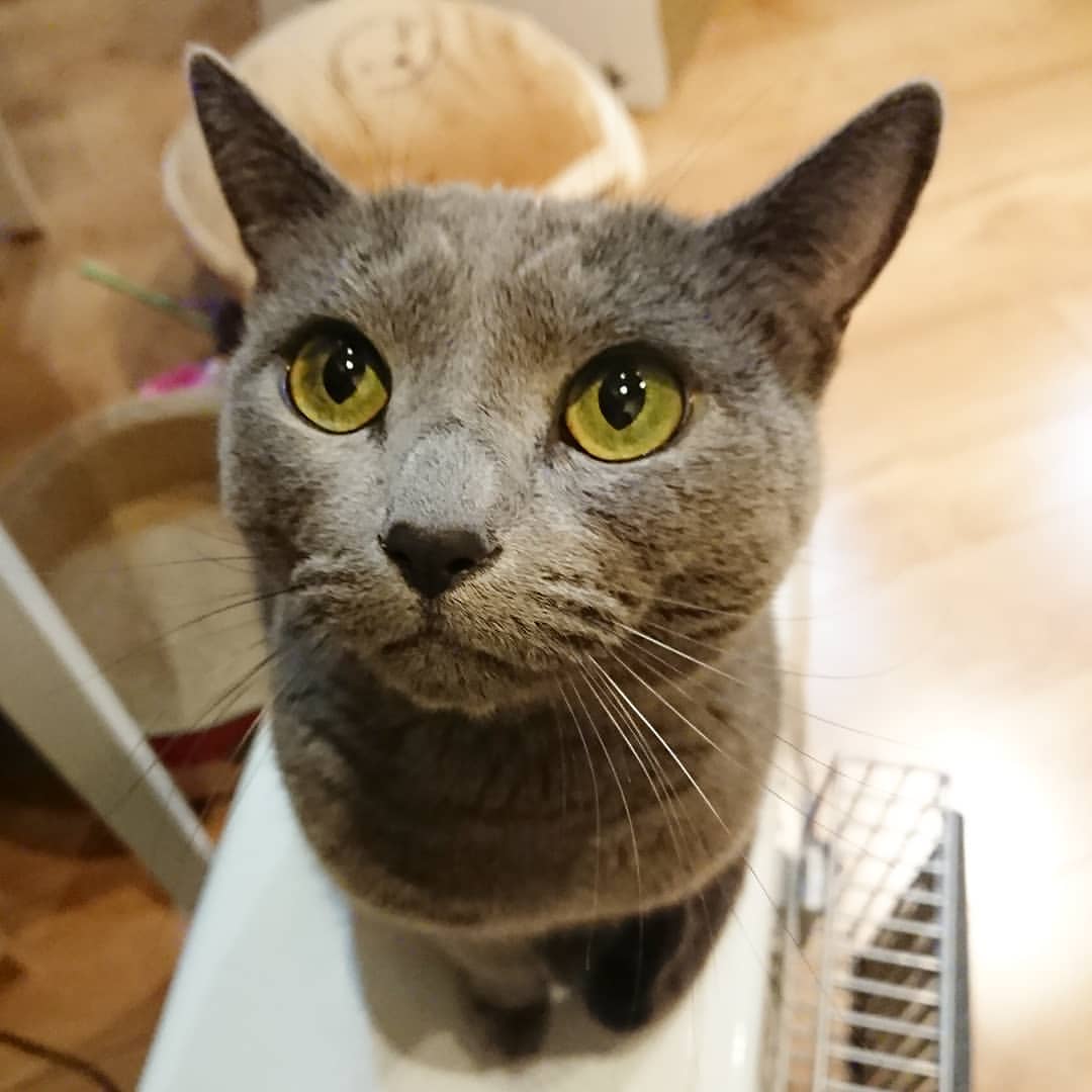 animal
