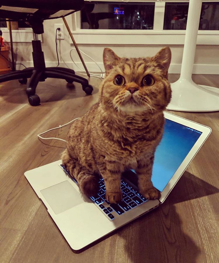 A Random Cat