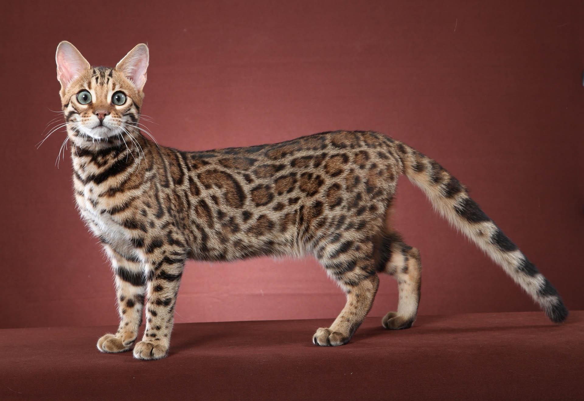 animal
