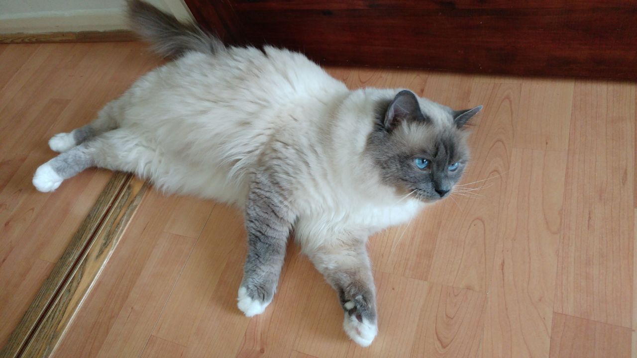animal