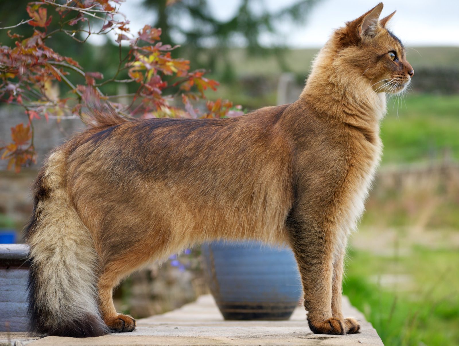 animal