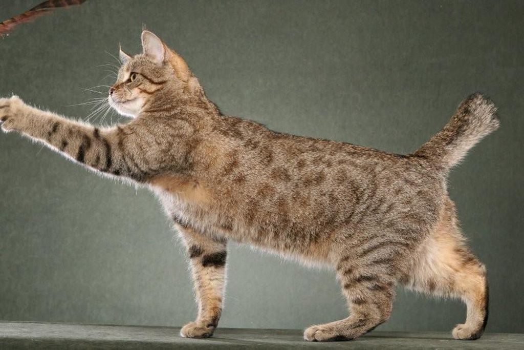 animal
