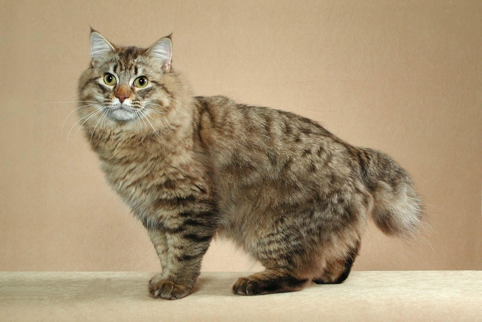 animal