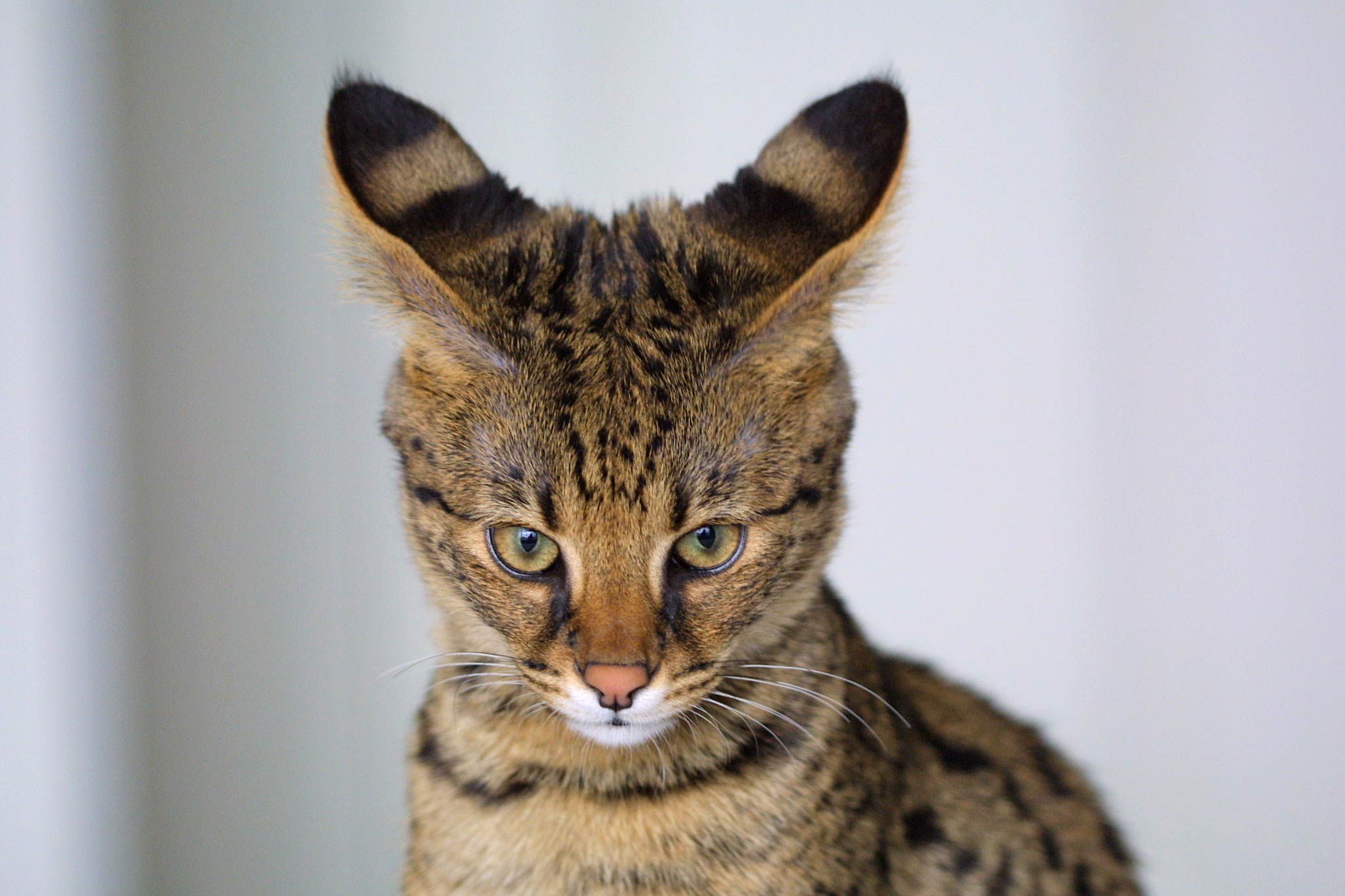 animal