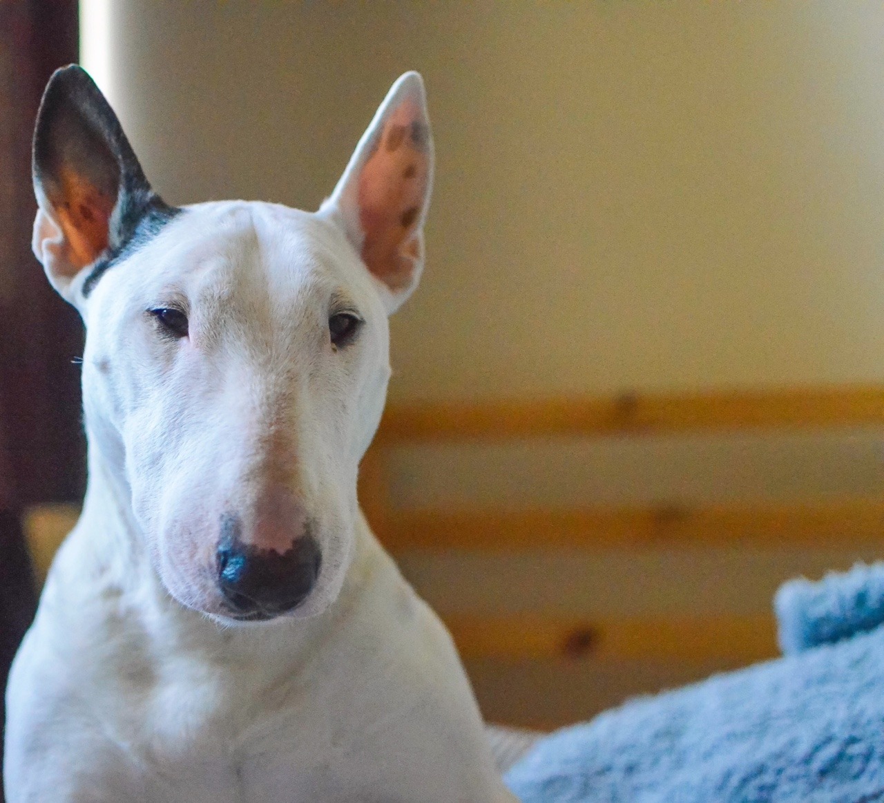Can't stop watching this funny pupper clip! 😭 👇 #zoomies