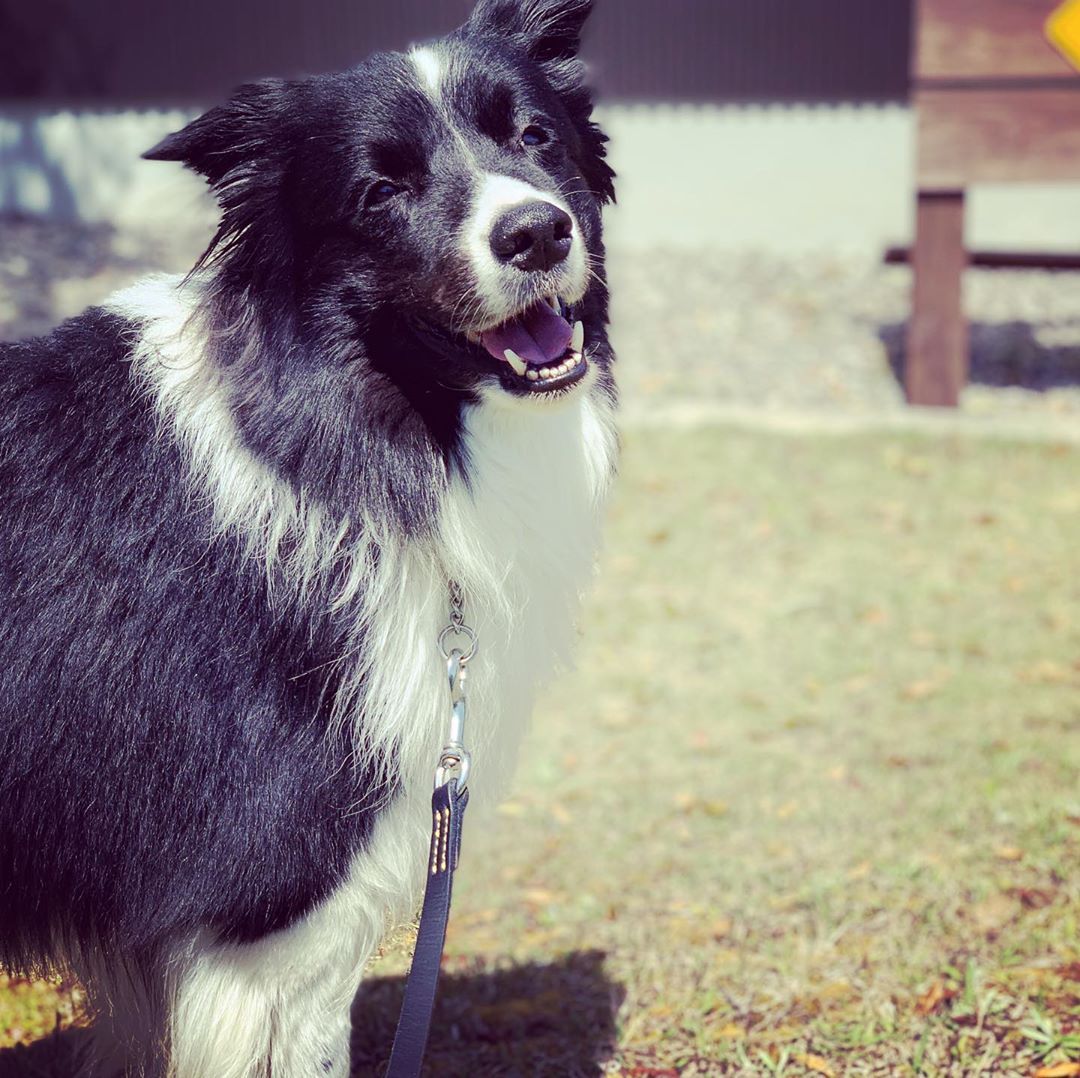 Can't stop watching this funny pupper clip! 😭 👇 #zoomies