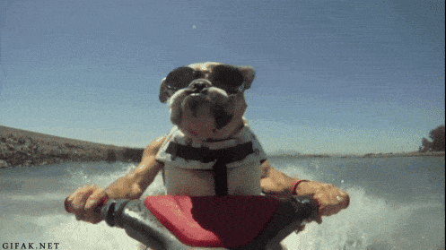 Can't stop watching this funny pupper clip! 😭 👇 #zoomies