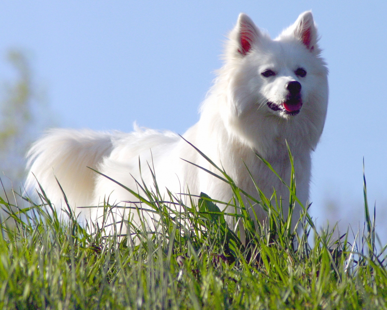 Can't stop watching this funny pupper clip! 😭 👇 #zoomies