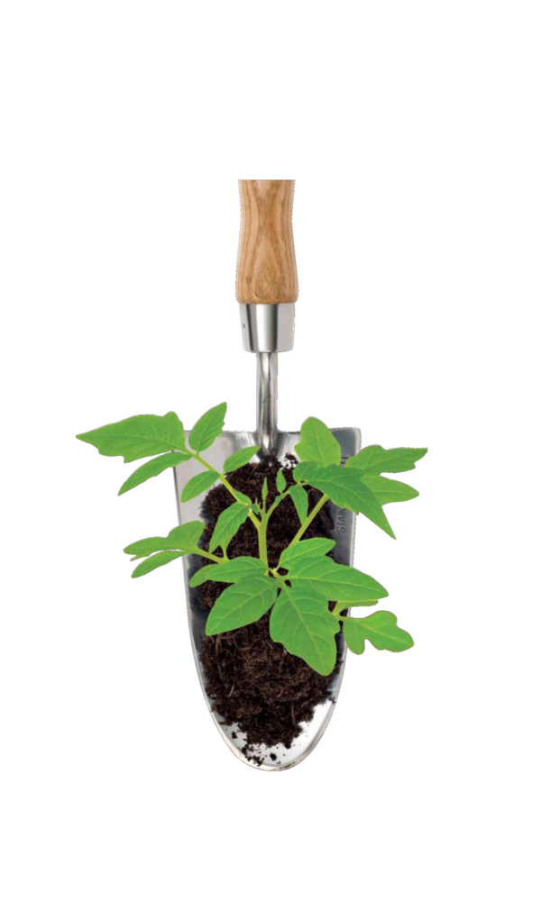 Shovel with Plant