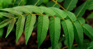 poisonous-plants-to-avoid