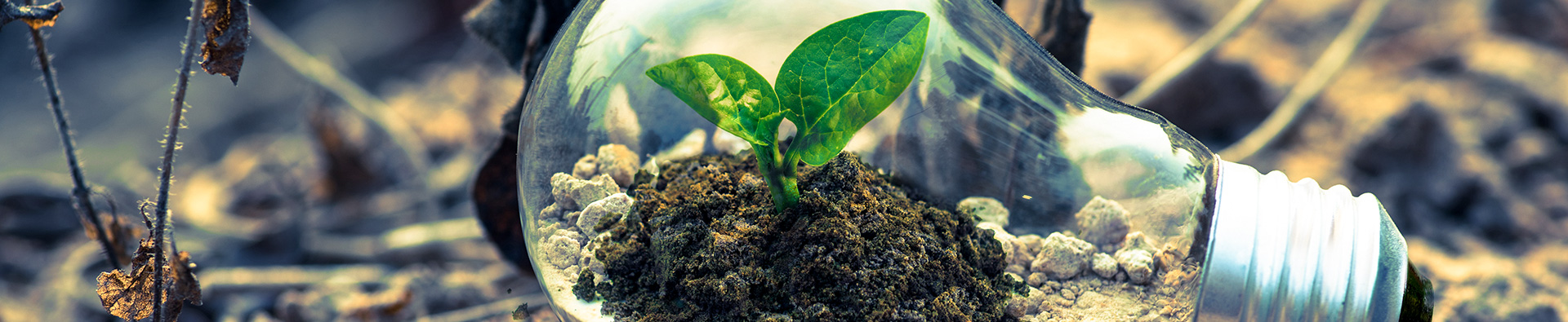 Glass Bulb Seedling