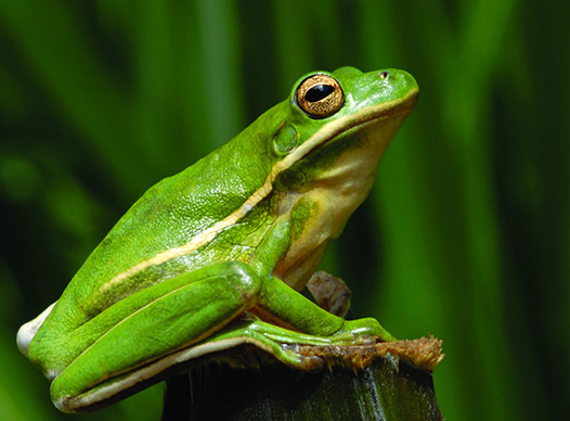 Green treefrog