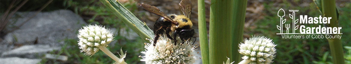 Carpenter bee on flowers