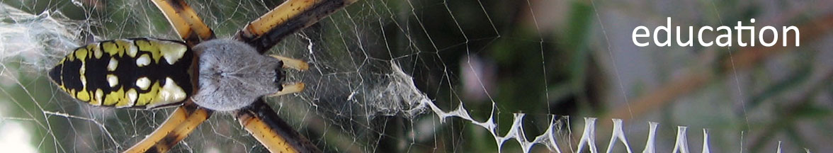 Spider web