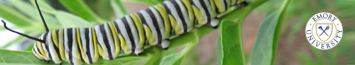 Caterpillar on leaves