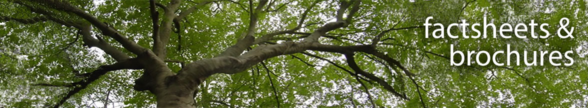 Old hickory tree