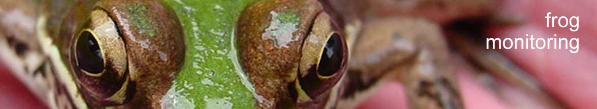 Spring peeper frog