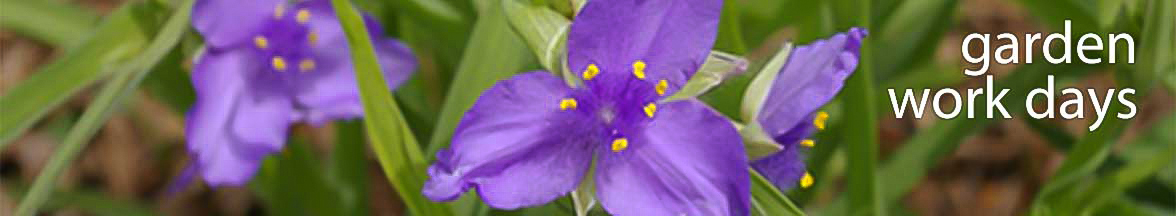 Purple flowers