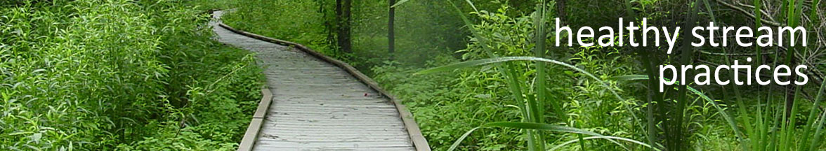 Forest boardwalk