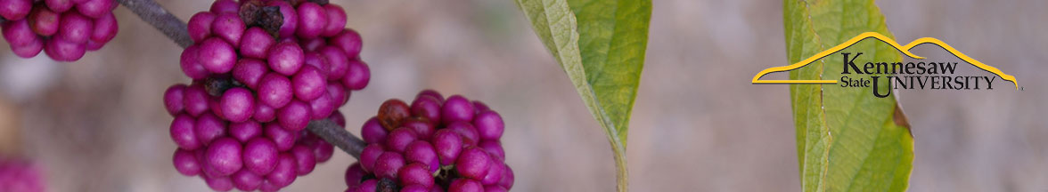Berries on branch