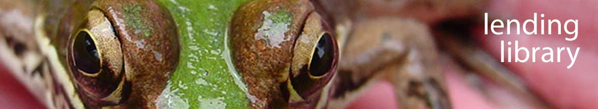 Spring peeper frog