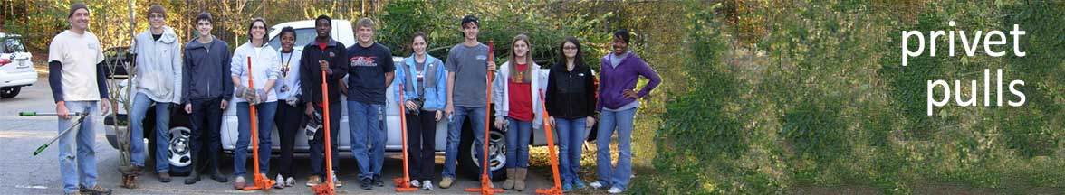 Watershed Volunteers privet pulls