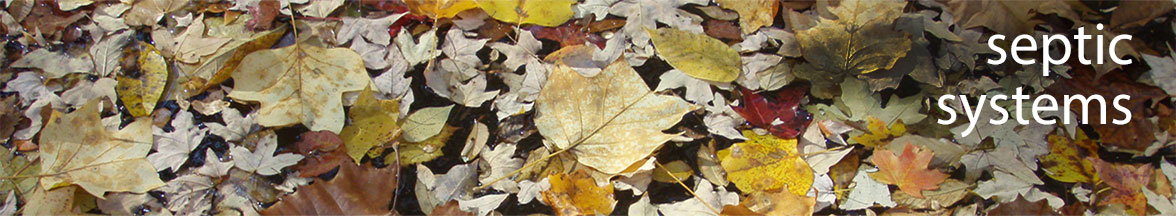 Autumn leaves